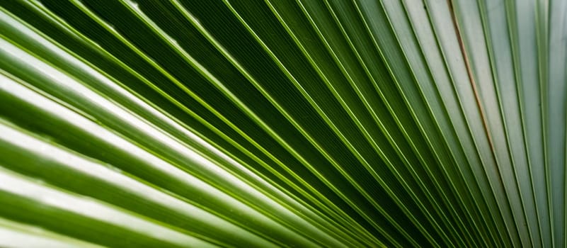 The play of light and shadows, the texture of straight lines near the green palm leaf