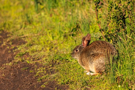 Wild rabbit sits in green grass along dirt trail on sunny day. High quality photo