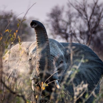 Elephant (Loxodonta africana) South Africa, Mpumalanga, Timbavati Nature Reserve