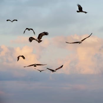 Brahminy Kite (Haliastur indus), Phang Nga Bay, Thailand, Asia