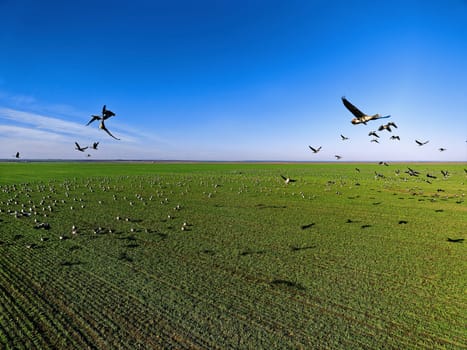 Flock of geese in flying over farm fields. Flight with wild birds. Beautiful birds during the migration. Wildlife birdwatching.