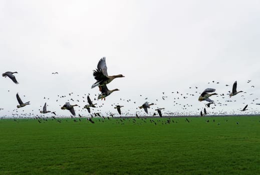 Flock of geese in flying over farm fields. Flight with wild birds. Beautiful birds during the migration. Wildlife birdwatching.
