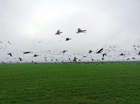 Flock of geese in flying over farm fields. Flight with wild birds. Beautiful birds during the migration. Wildlife birdwatching.