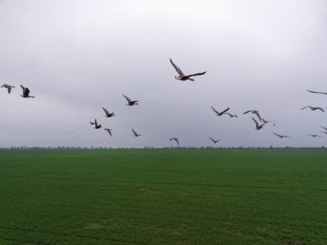 Flock of geese in flying over farm fields. Flight with wild birds. Beautiful birds during the migration. Wildlife birdwatching.
