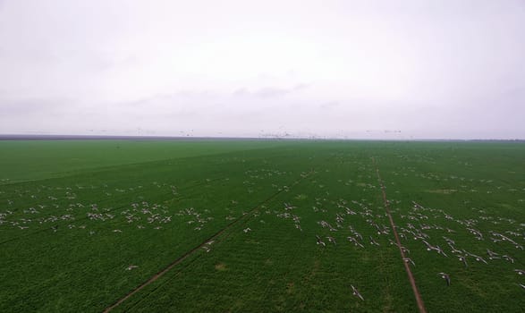 Flock of geese in flying over farm fields. Flight with wild birds. Beautiful birds during the migration. Wildlife birdwatching.