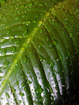 Drops on green leaves of spathiphyllum in spring close-up.