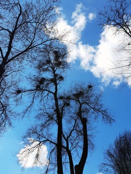 On a spring day, crows build their nests on a tall tree in the park. Crows nest on a tree.