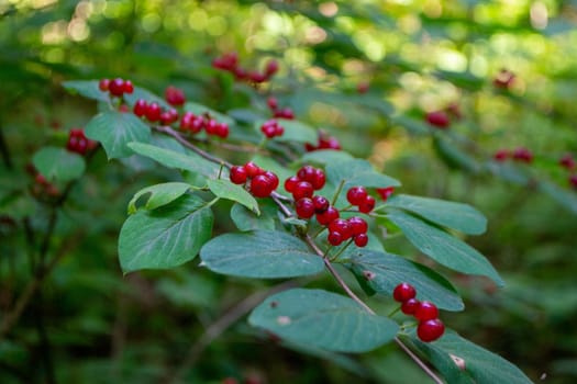 Photo tatarian honeysuckle lonicera tatarica in park. High quality photo