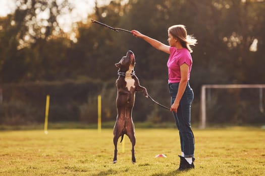 Playing with wooden stick. Woman in casual clothes is with pit bull outdoors.