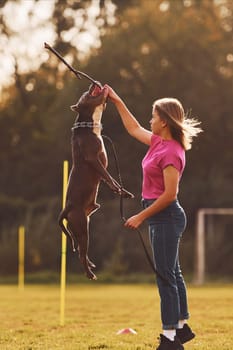 Doing tricks. Woman in casual clothes is with pit bull outdoors.