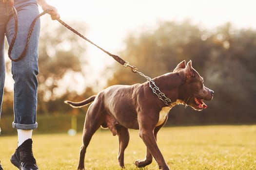 Close up view. Woman in casual clothes is with pit bull outdoors.