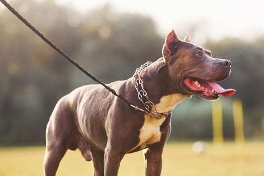 Pit bull is having a walk outdoors. Autumn season.