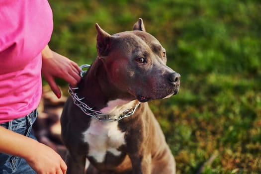 Outdoors on the field. Woman in casual clothes is with pit bull.