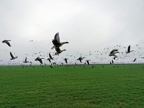 Flock of geese in flying over farm fields. Flight with wild birds. Beautiful birds during the migration. Wildlife birdwatching.