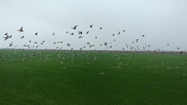 Flock of geese in flying over farm fields. Flight with wild birds. Beautiful birds during the migration. Wildlife birdwatching.