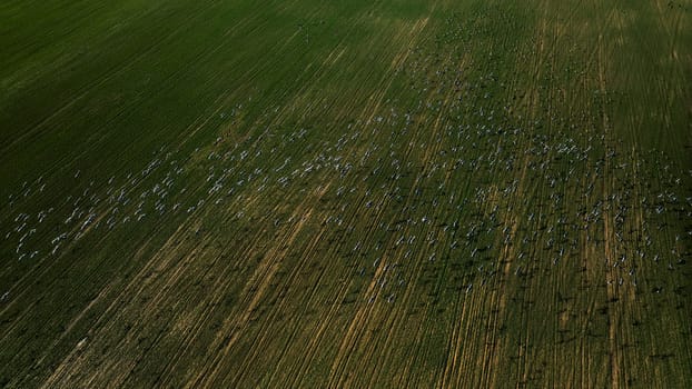 Flock of geese in flying over farm fields. Flight with wild birds. Beautiful birds during the migration. Wildlife birdwatching.