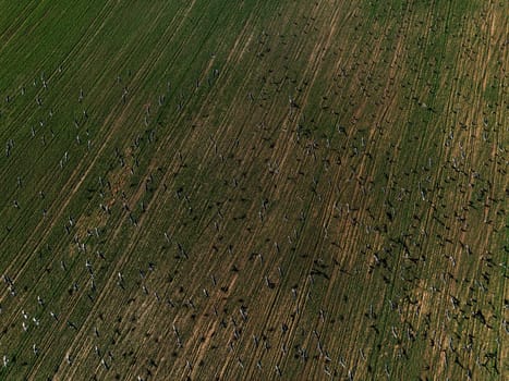 Flock of geese in flying over farm fields. Flight with wild birds. Beautiful birds during the migration. Wildlife birdwatching.