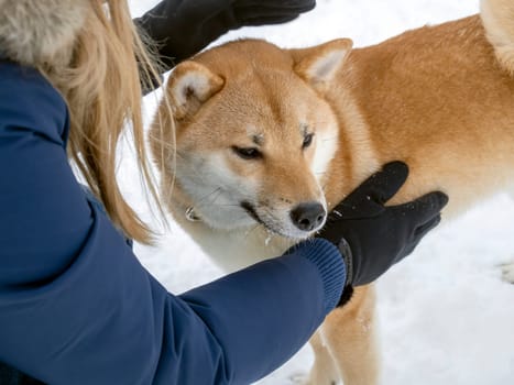 Japanese red coat dog is in winter forest. Portrait of beautiful Shiba inu male standing in the forest on the snow and trees background. High quality photo. Walk in winter