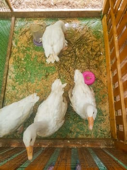 White geese in a cage with food, top view of birds in the zoo.