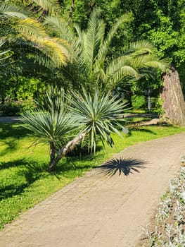 yucca and palm trees growing along the alley in the park on a bright sunny day, vertical.