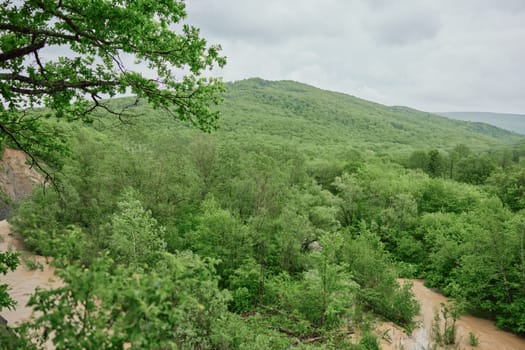 top view of green forest in spring in rainy weather. High quality photo