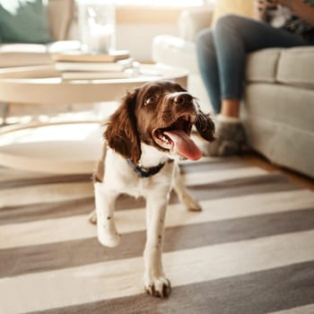 Its his home and theyre all just living in it. an adorable dog in the living room at home