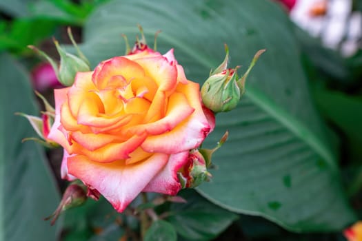 Beautiful Rose and Rosebuds in Rose Garden, Close Up, Selective Focus