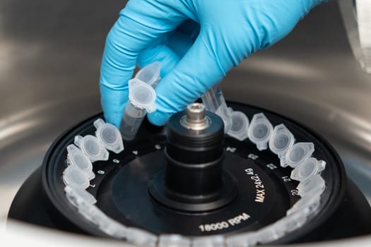 Scientist puts microcentrifuge tubes into centrifuge for phase separation. DNA and cell analysis at microbiology laboratory.