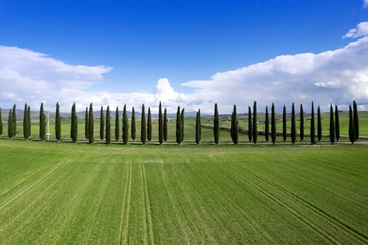 Photographic documentation of a row of cypresses in the province of Siena