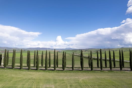 Photographic documentation of a row of cypresses in the province of Siena