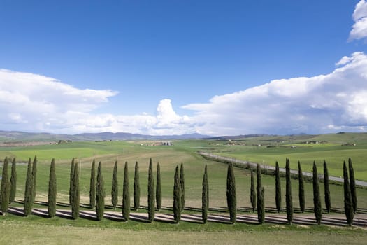 Photographic documentation of a row of cypresses in the province of Siena