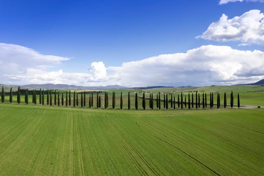 Photographic documentation of a row of cypresses in the province of Siena