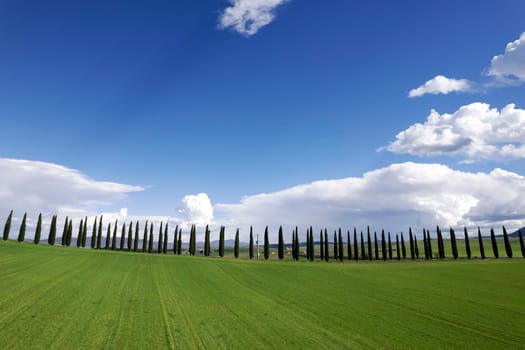 Photographic documentation of a row of cypresses in the province of Siena