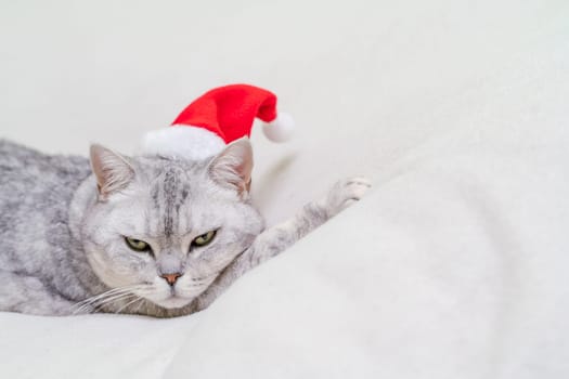 Scottish straight Christmas cat in a red santa hat sleeps on a white blanket. Pets, Christmas stories with pets