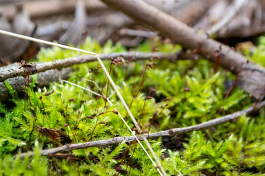 A tree trunk with moss on it and a sky background. High quality photo