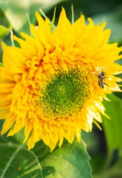 A yellow spider has caught its prey and is holding a wasp sitting on a sunflower in its tentacles. Macro shooting, close-up. Useful insects in agriculture. Sunflower plantation