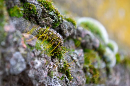 A tree trunk with moss on it and a sky background. High quality photo