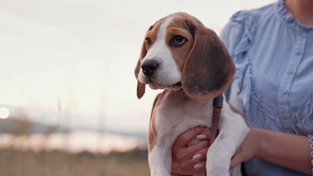 Beagle puppy with his owner. Woman stroking dog on blue backdrop. Cute lovely pet, new member of family. High quality photo