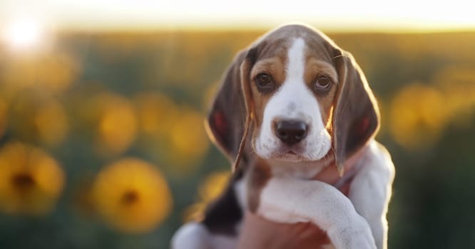 Little puppy of beagle sniffs sunflower flower in field. Beagles is always hungry, Diet, advertising pet food, dog's feed, concept. High quality photo
