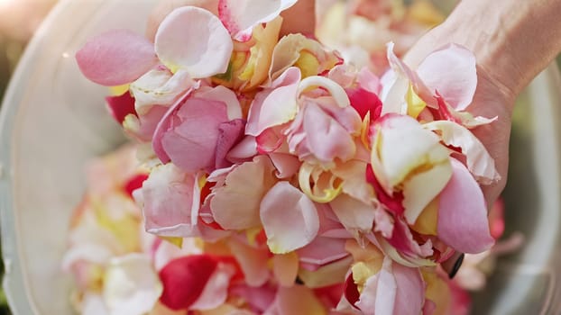 Colorful rose petals harvested for perfume, oil, tea. Industrial cultivation, production. Collected fresh flowers in womens palms. High quality photo