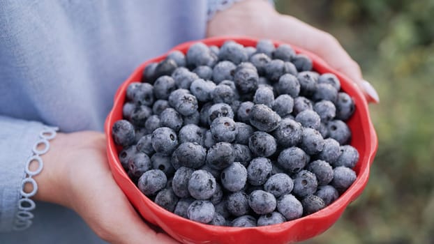 Woman holding blueberries on garden background. Rich blackberry harvest. Fresh ripe organic berries - great bilberry plant. Diet, antioxidant, healthy vegan food. Bio, organic nutrition. High quality