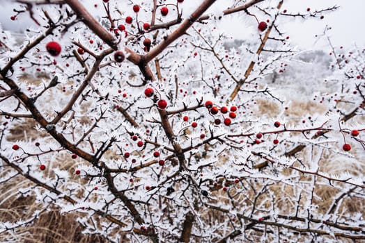 Red rose hips berries, branches covered by snow, hoarfrost in winter.Rosa canina. High quality photo