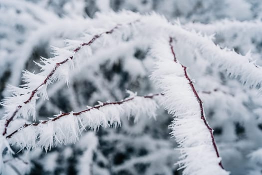 Winter wonderland - bush, tree under rime ice, hoarfrost, crystals. Branches covered by hoarfrost, first snow. Frosty morning High quality photo