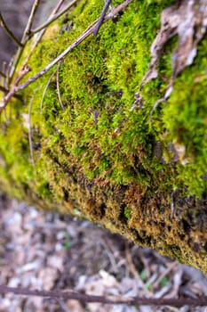 A tree trunk with moss on it and a sky background. High quality photo