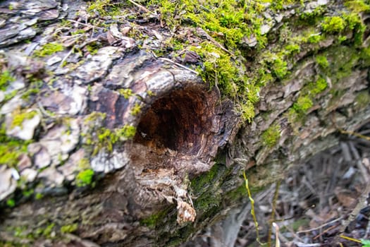 A tree trunk with moss on it and a sky background. High quality photo