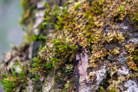 A tree trunk with moss on it and a sky background. High quality photo