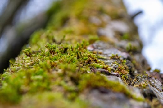 A tree trunk with moss on it and a sky background. High quality photo