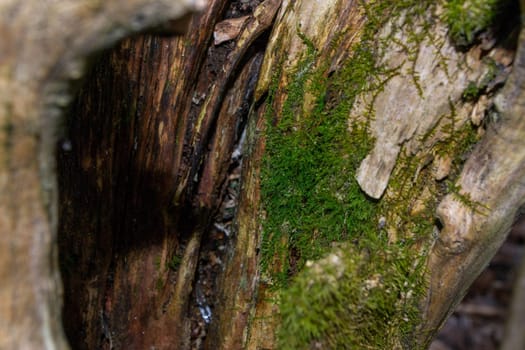 A tree trunk with green moss on it. High quality photo