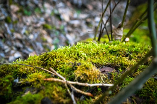 A tree trunk with moss on it and a sky background. High quality photo