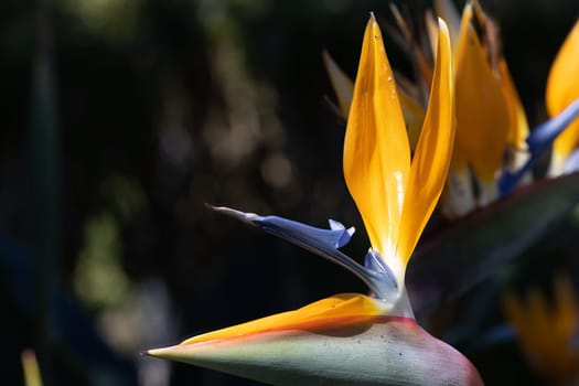 Bird of Paradise Flower in a Nature Garden, Abstract. Macro, shallow depth of field, texture background, flower close-up.